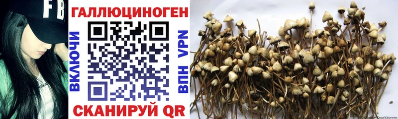 Купить  Бодайбо  Псилоцибиновые грибы Cubensis 